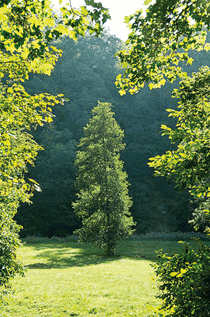 Ein Baum inmitten einer Lichtung