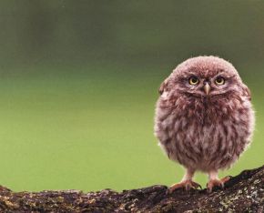 Steinkäuzchen